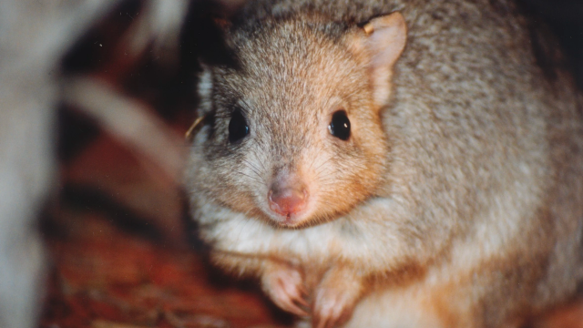 Fire Is Pushing Our Beloved Aussie Animals Even Closer to Extinction