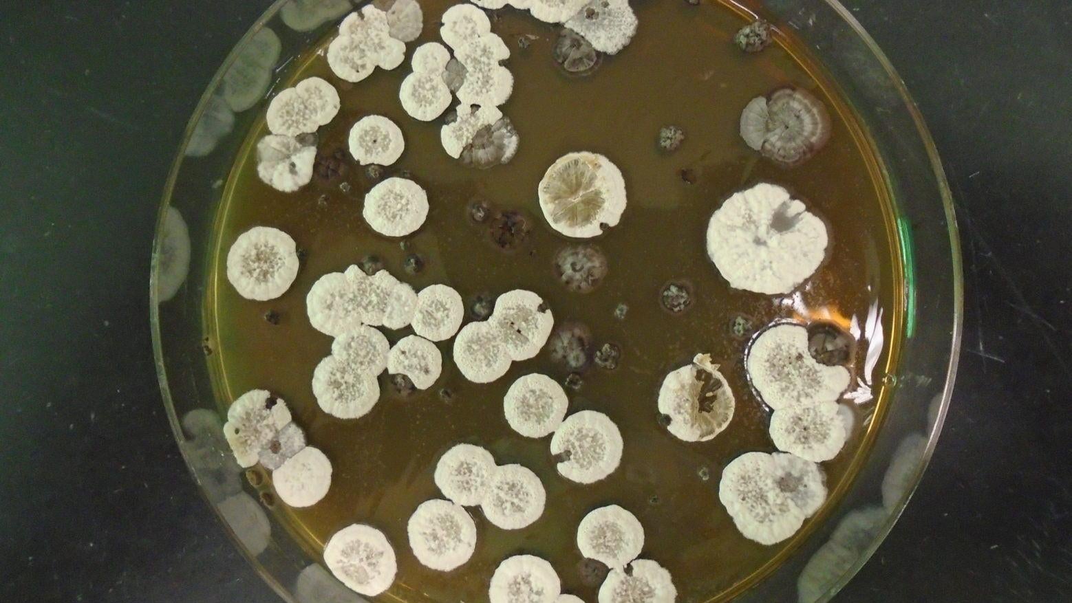 A culture of the Streptomyces bacteria. (Image: Pablo Cruz-Morales)