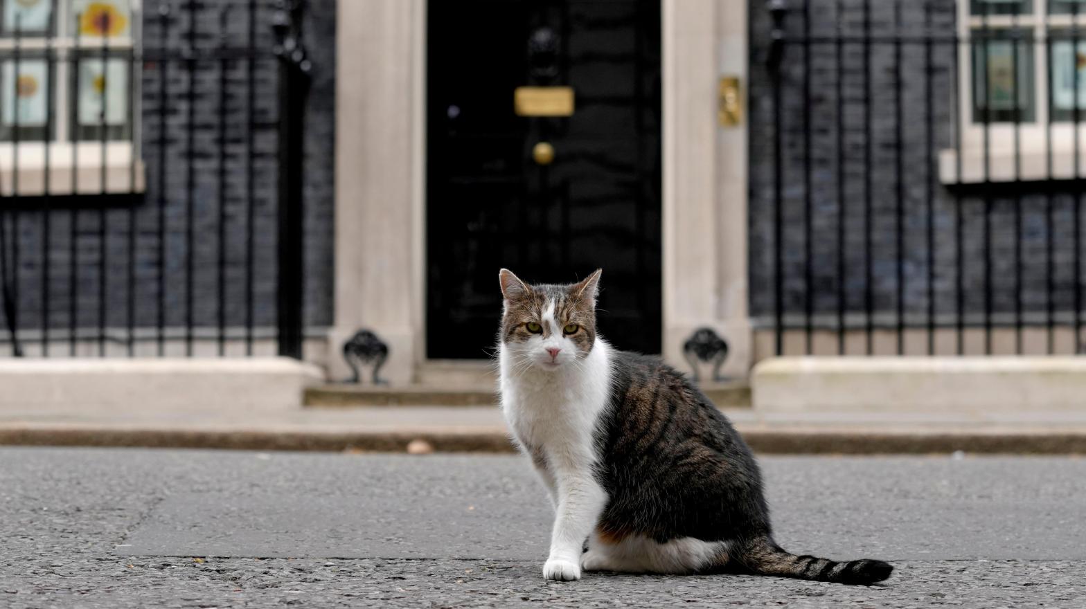Larry the Cat, the UK cabinet office's ratcatcher in residence, sits poised outside 10 Downing Street. (Photo: Kirsty Wigglesworth, AP)