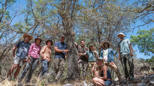 ‘Extinct’ Tree Is Still Alive in a Texas Park — but Barely