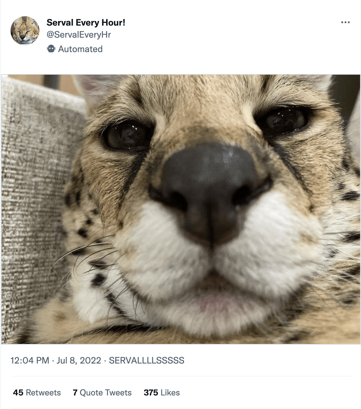 A serval, on the hour (Screenshot: Jody Serrano/Twitter, Fair Use)