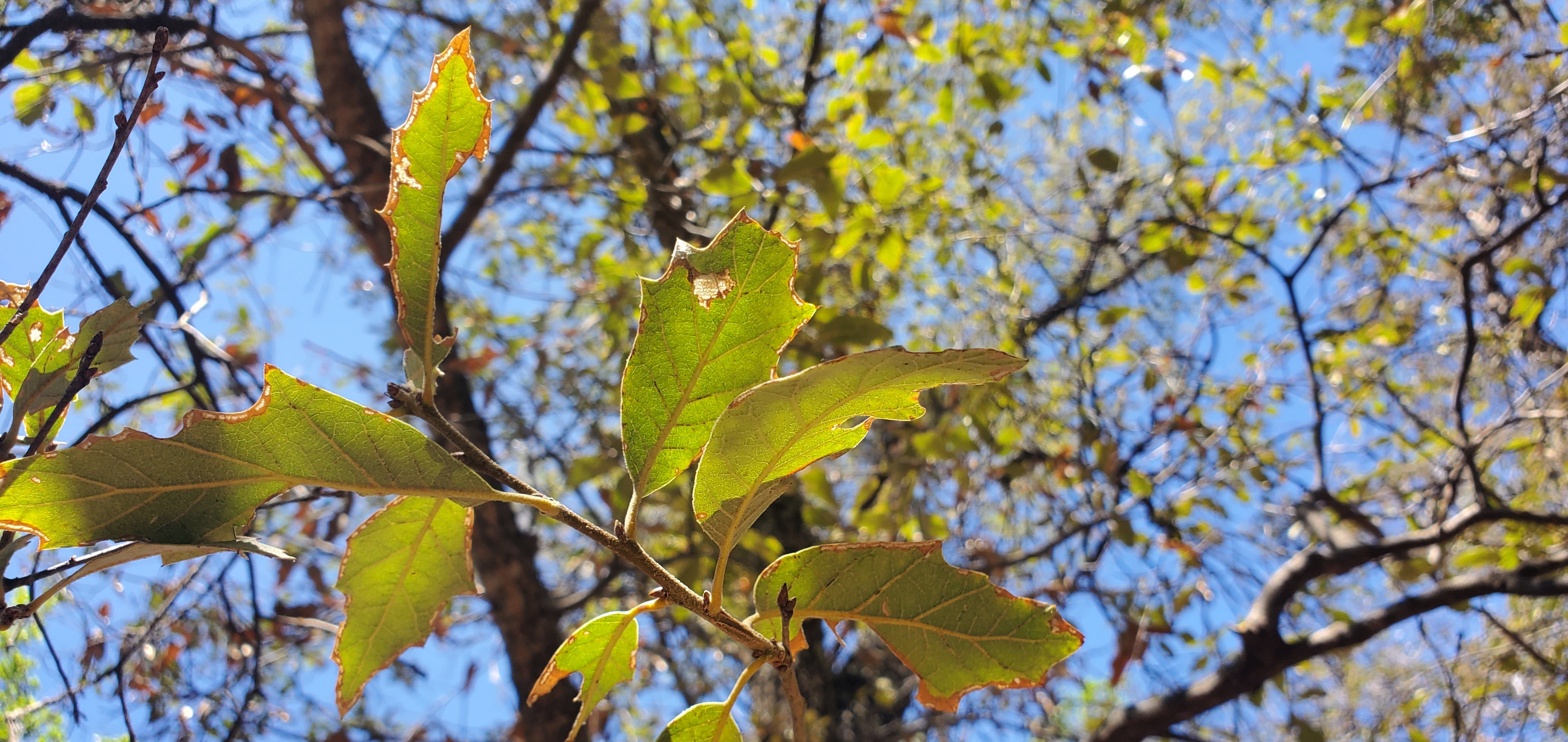 Quercus tardifolia leaves (Photo: Bartlett Tree Research Laboratories and Arboretum)
