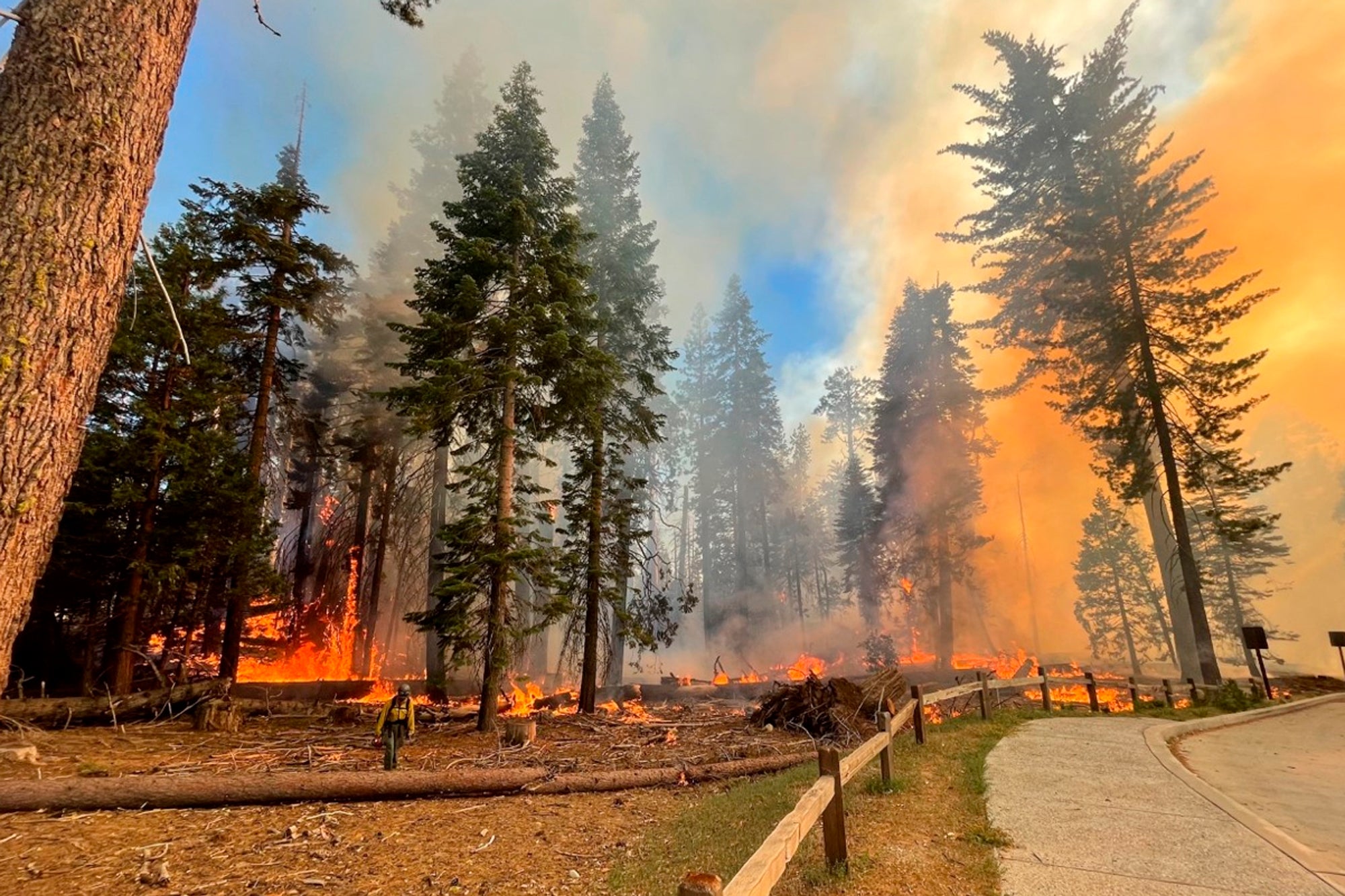A firefighter walks near the Mariposa Grove as the Washburn Fire burns in Yosemite National Park on Thursday, July 7. (Photo: National Park Service, AP)