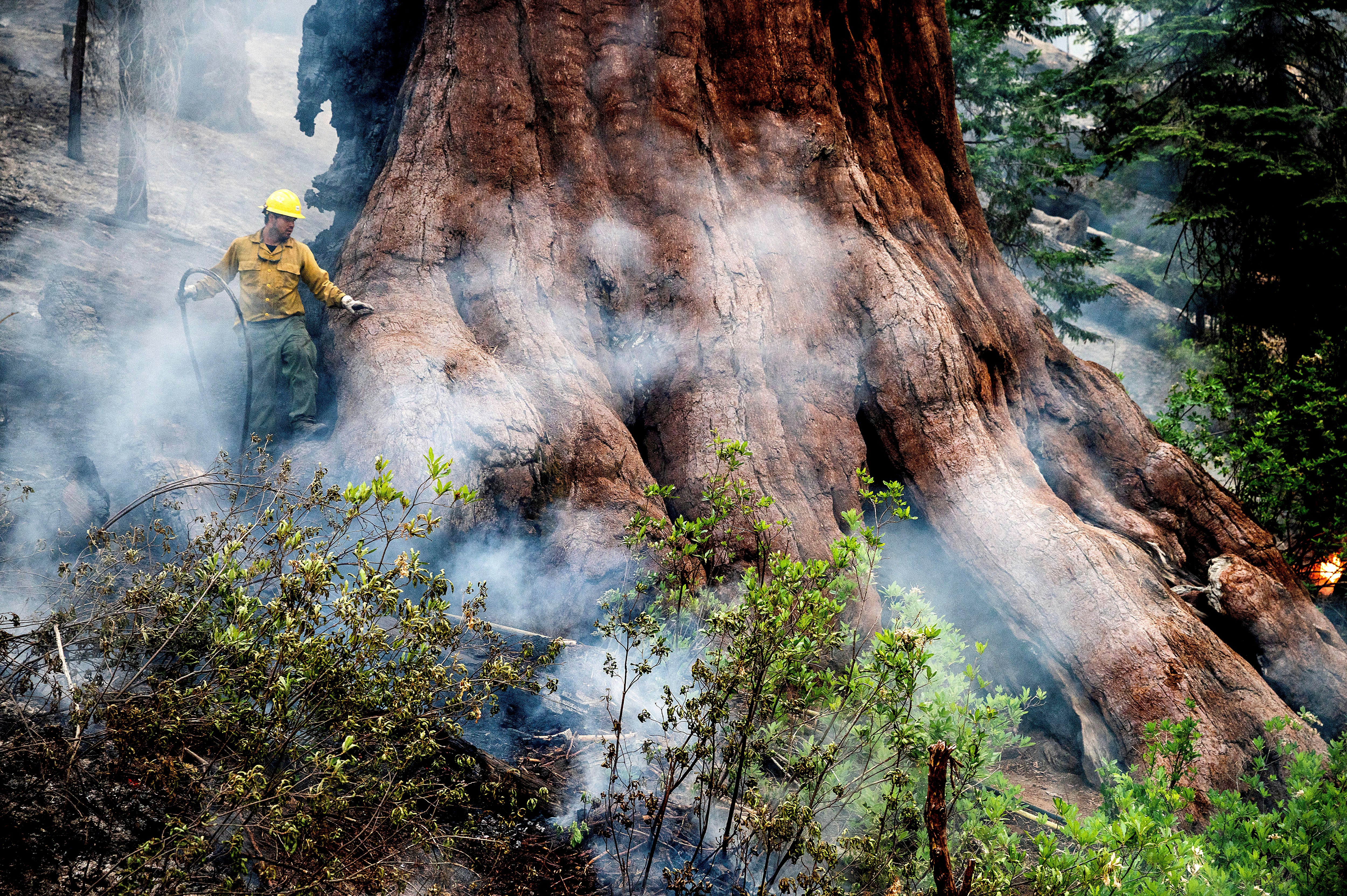 A firefighter waters down a sequoia tree as the Washburn Fire burned in Mariposa Grove, Yosemite National Park on Friday, July 8. (Photo: Noah Berger, AP)