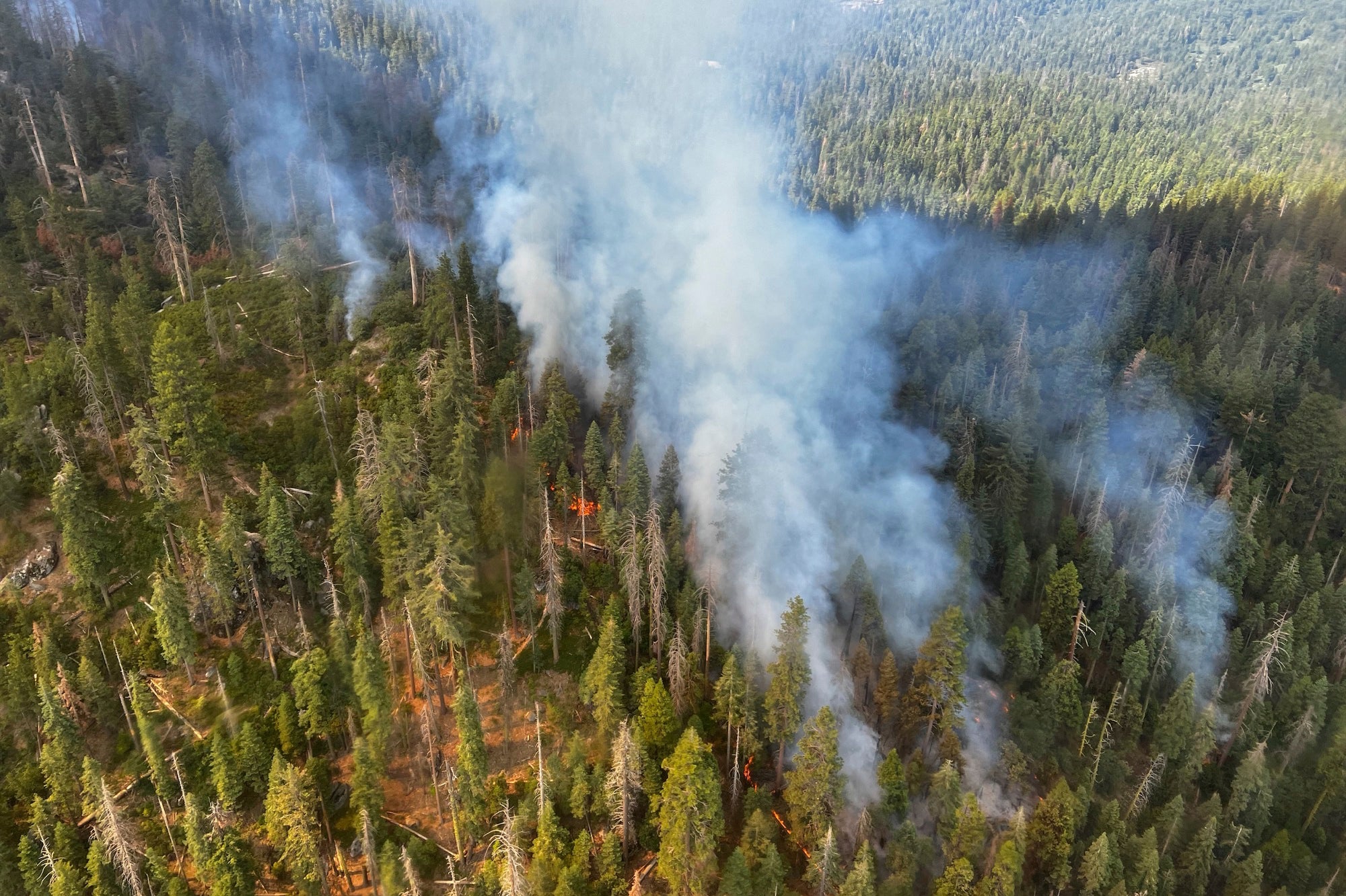 Part of Yosemite National Park has been closed as a wildfire quintupled in size near a grove of California's famous giant sequoia trees, officials said. Photo from Friday, July 8. (Photo: National Park Service, AP)