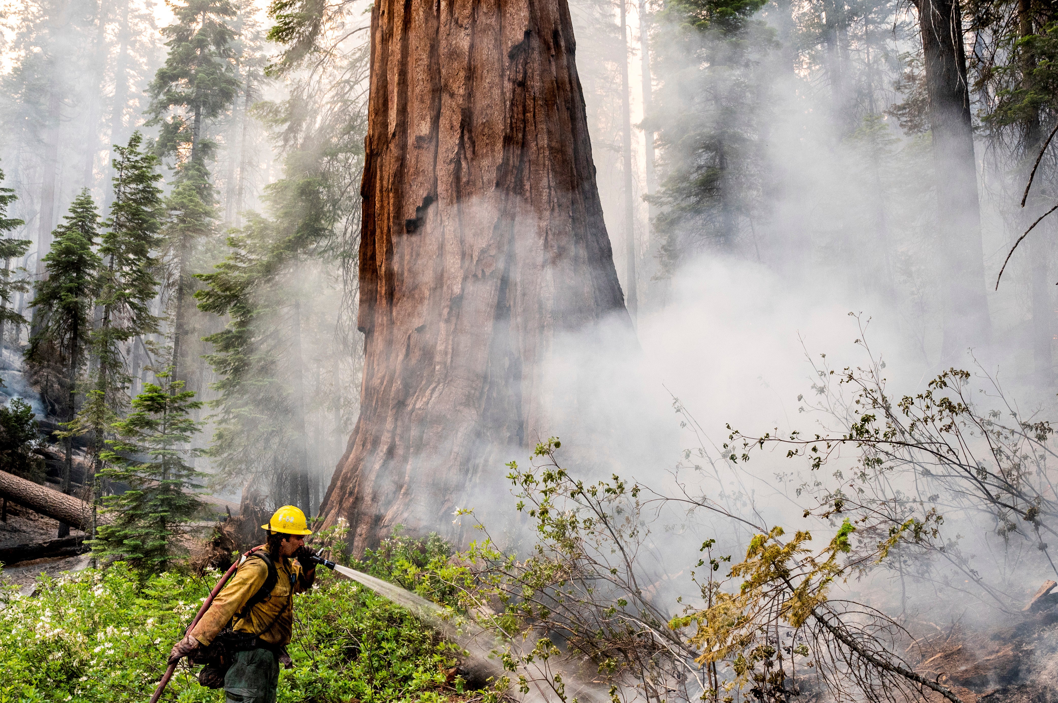 A firefighter protects a sequoia tree as the Washburn Fire burns through Mariposa Grove in Yosemite National Park on Friday, July 8. (Photo: Noah Berger, AP)