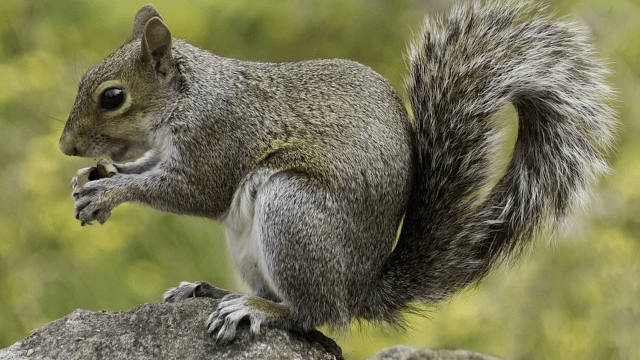 Oral Contraceptive-Spiked Nutella to Curb Grey Squirrels in the UK