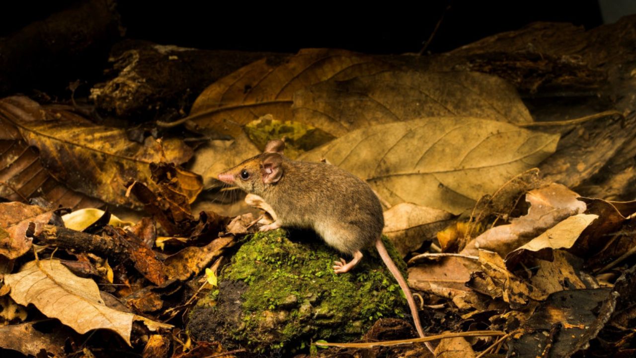 wet tropics white-footed dunnart