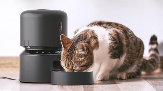 Try a Pet Feeder to Stop Your Pet From Biting Your Face off at 3AM