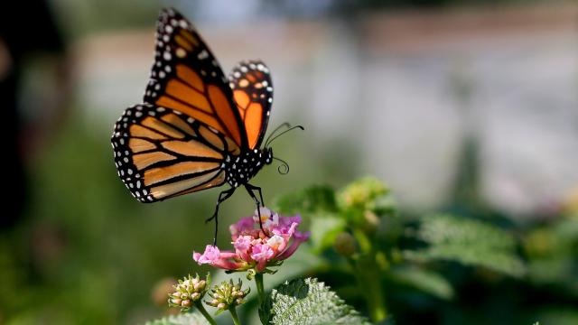 Monarch Butterflies are Officially Endangered