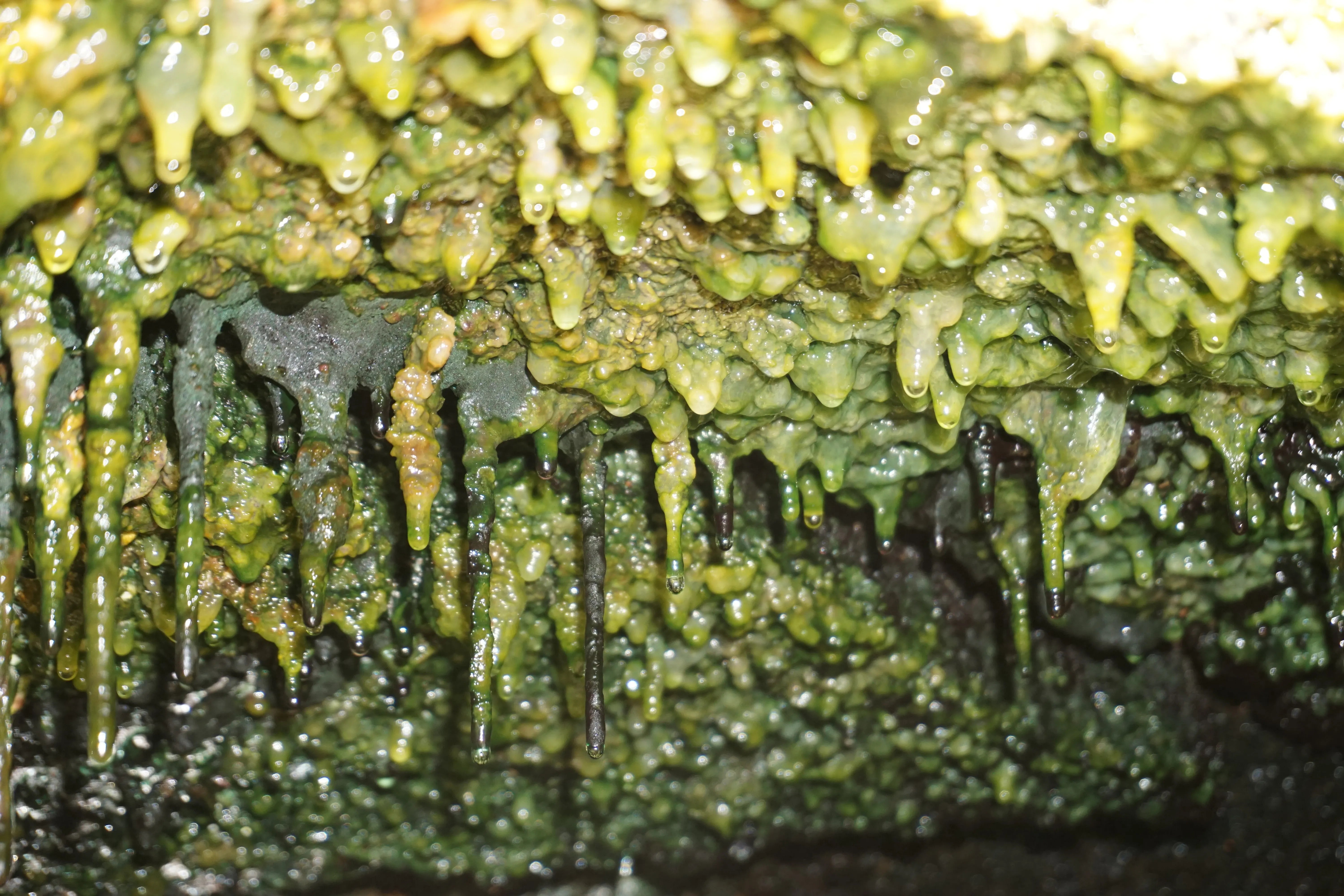 Thick microbial mats hang under a rock ledge in steam vents that run along the Eastern Rift Zone.  (Image: Jimmy Saw)