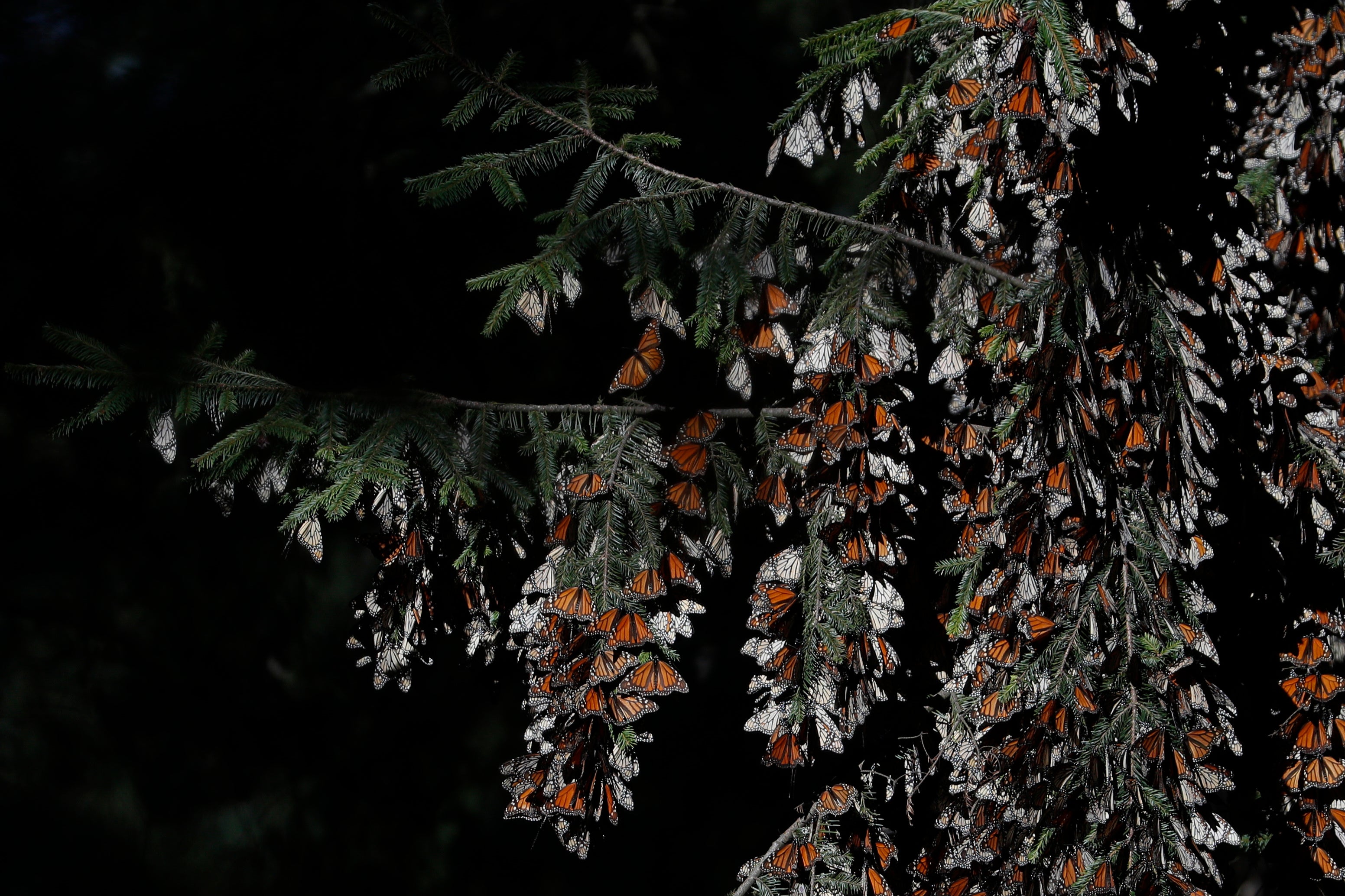 Monarch Butterflies are Officially Endangered
