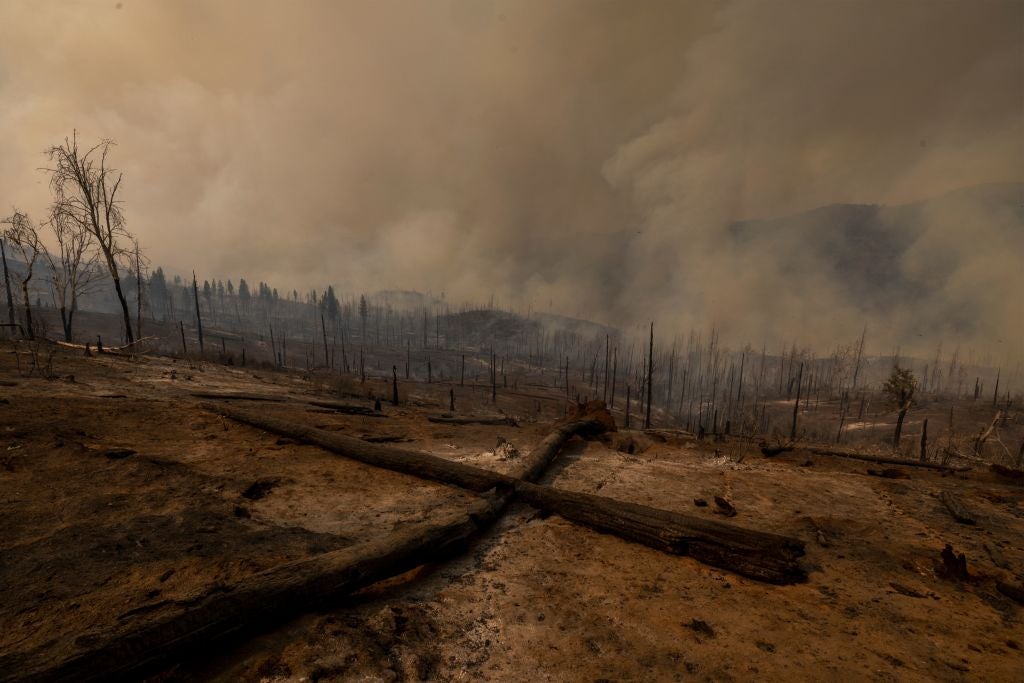 Smouldering trees in a forest after the Oak Fire near Mariposa, California swept through the area on July 24, 2022. (Photo: DAVID MCNEW / AFP, Getty Images)