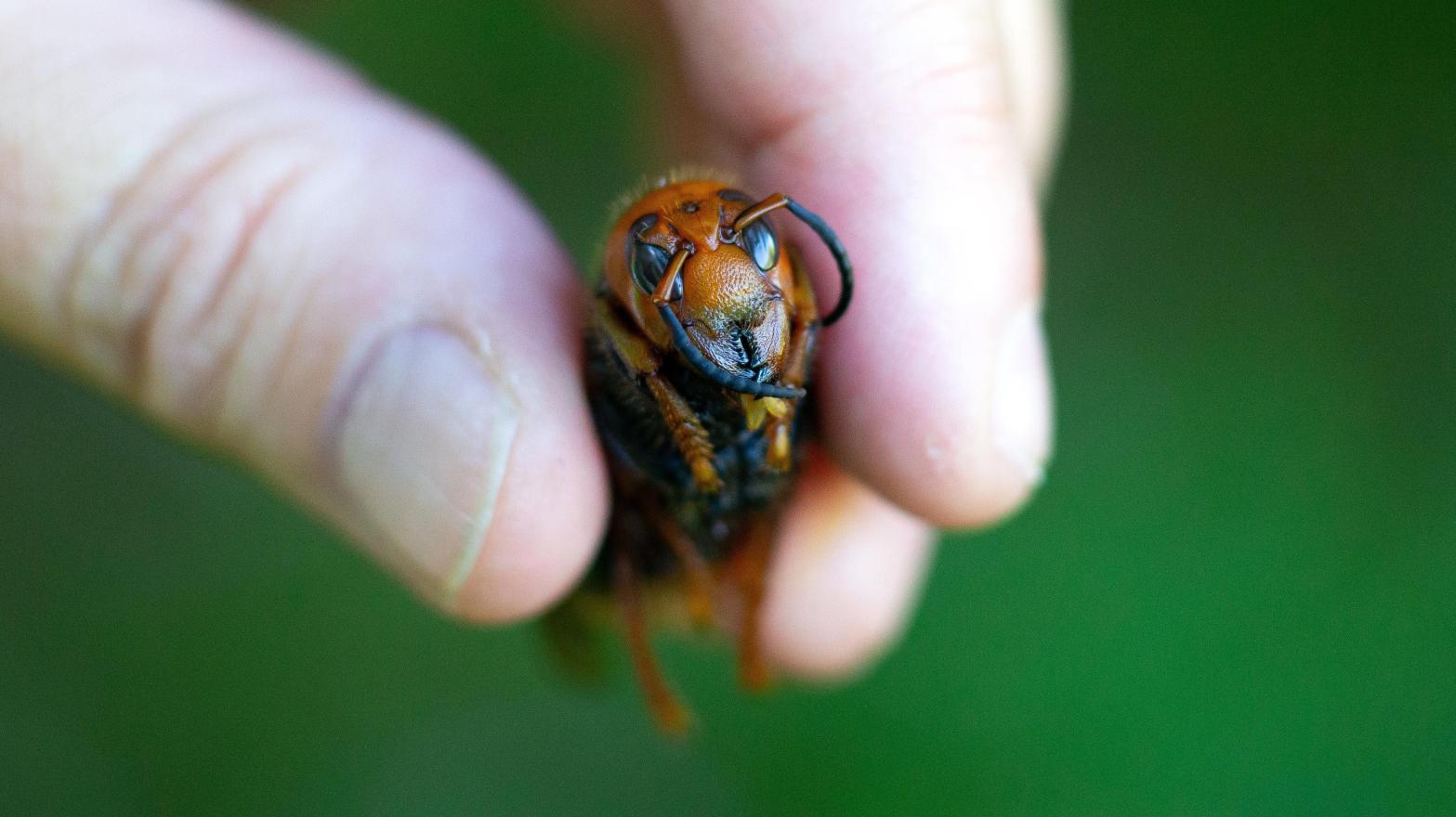 A dead northern giant hornet collected from Japan.  (Photo: Karen Ducey, Getty Images)