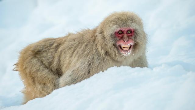 Mysterious Monkey Mayhem: Macaques Are Suddenly Terrorizing People in Southwestern Japan