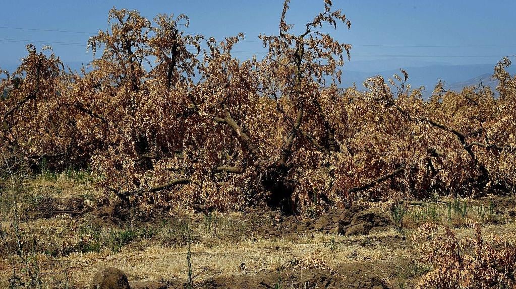 Dead plum trees that have been removed from the ground due to the lack of water for irrigation in the drought-affected town of Monson, California in June 2015. (Photo: AFP PHOTO/ MARK RALSTON, Getty Images)