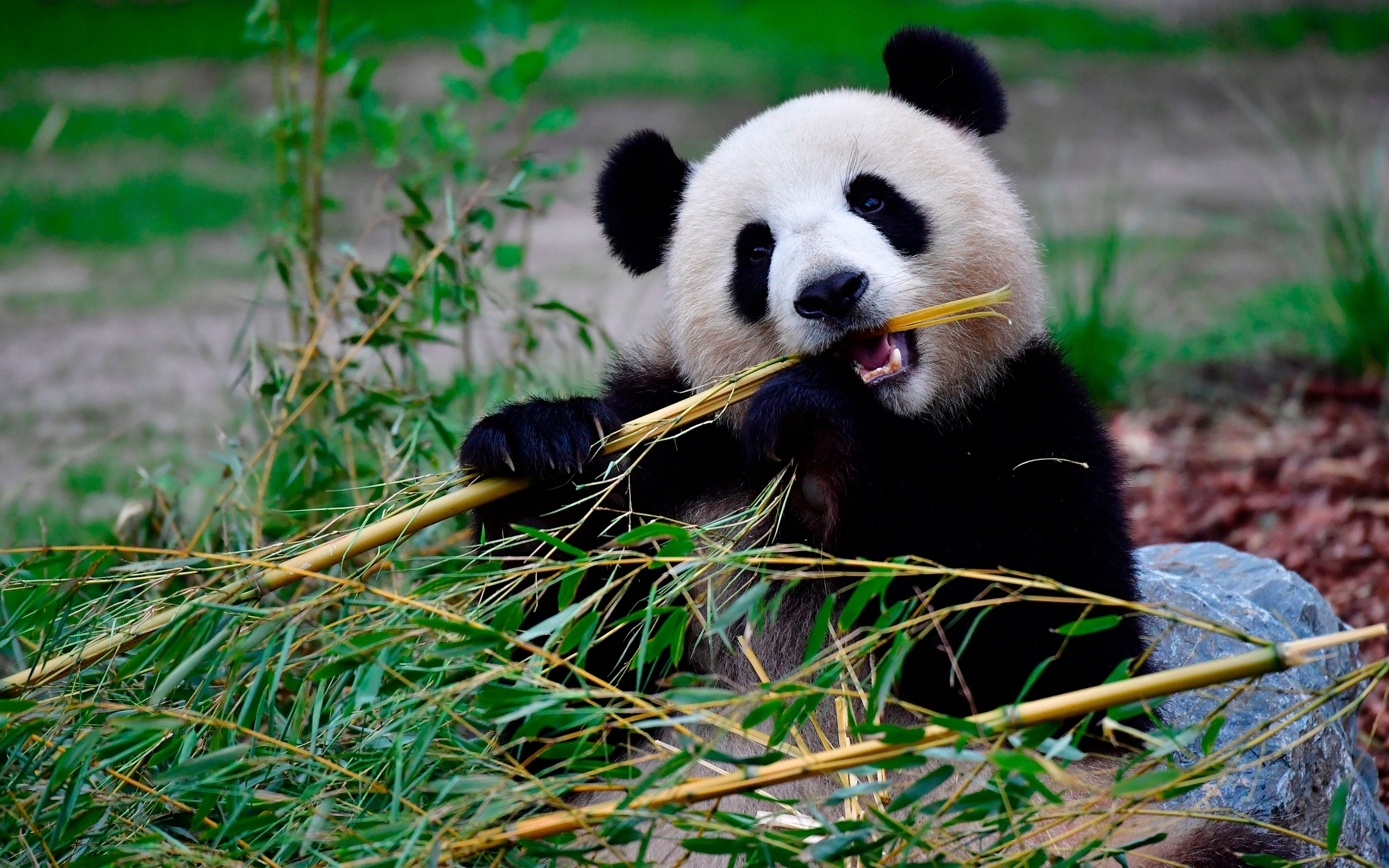 Modern pandas have teeth specialised for tearing apart bamboo stems. (Photo: TOBIAS SCHWARZ/AFP, Getty Images)