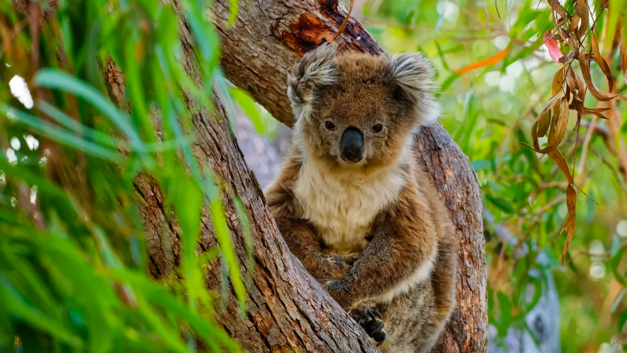 Climate Change Bill koala in a tree