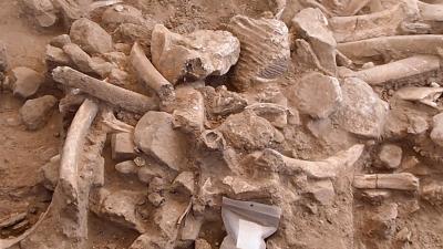 Bones of Mammoths Seemingly Butchered by Humans Found in New Mexico
