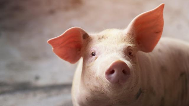 Scientists Partially Revive Pig Organs an Hour After Death