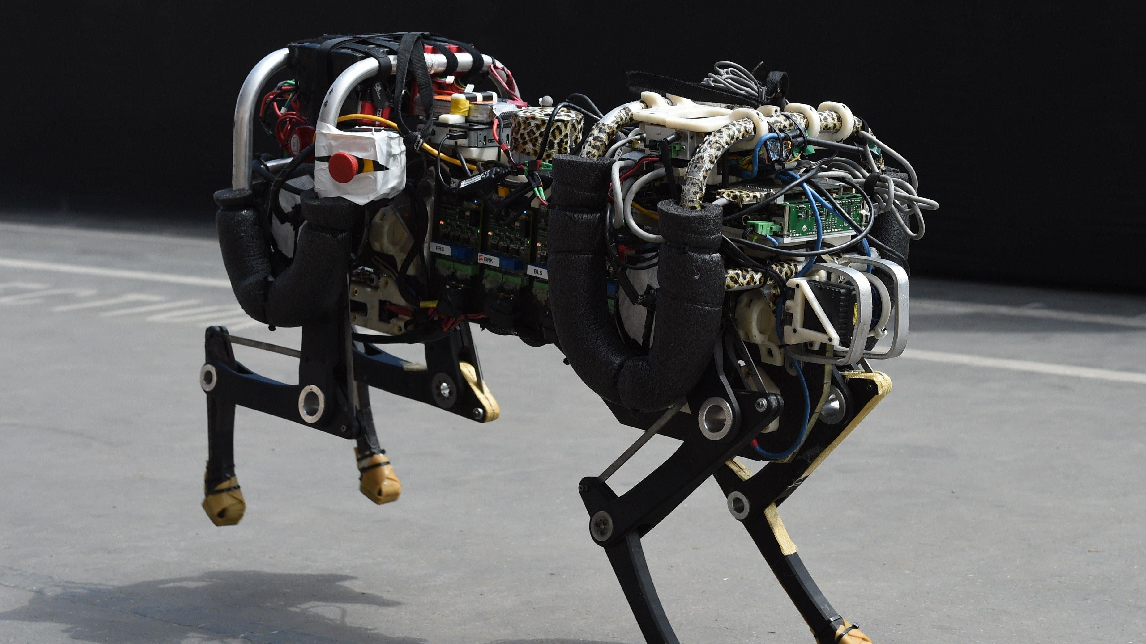 A robotic cheetah runs during a demonstration at the finals of the DARPA Robotics Challenge at the Fairplex complex in Pomona, California on June 6, 2015 (Photo: Mark Ralson, Getty Images)