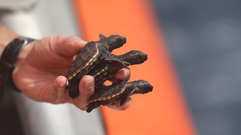 A researcher releases sea turtle hatchlings into the Atlantic Ocean in a joint effort between the United States Coast Guard and the Gumbo-Limbo Nature Centre.  (Photo: Joe Raedle, Getty Images)