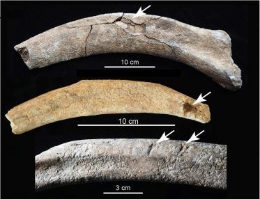 Bones of Mammoths Seemingly Butchered by Humans Found in New Mexico