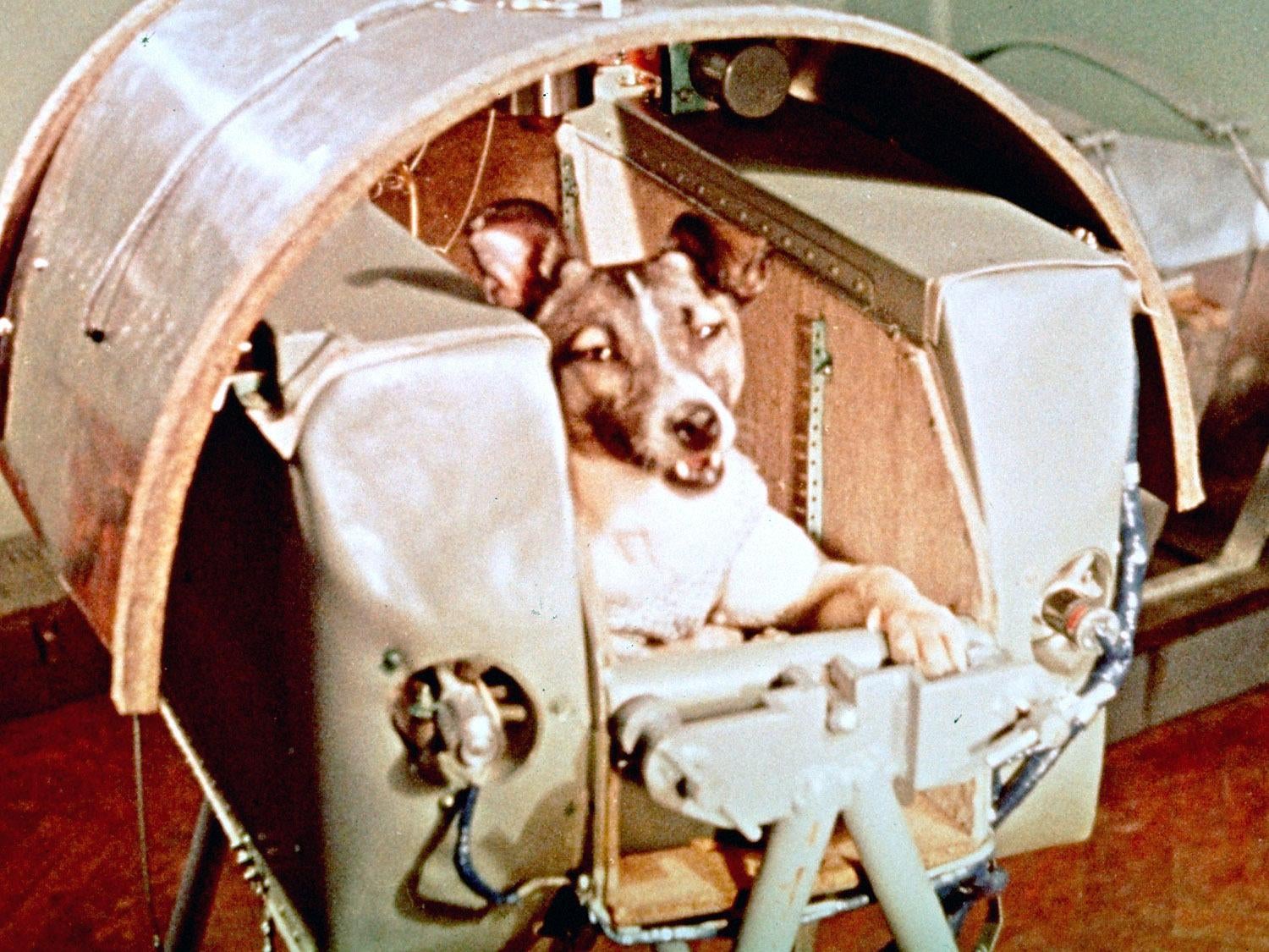 Laika aboard the Sputnik 2 capsule prior to launch in 1957. (Photo: Copyright 1957 The Associated Press, AP)