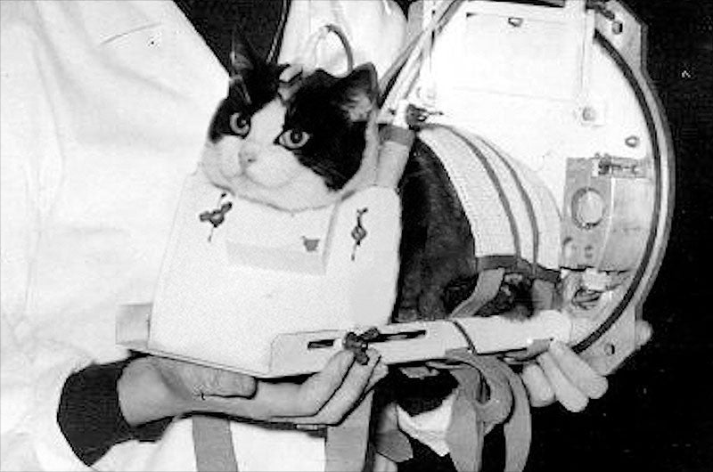 Félicette in her carrier before the historic flight.  (Photo: CNES)