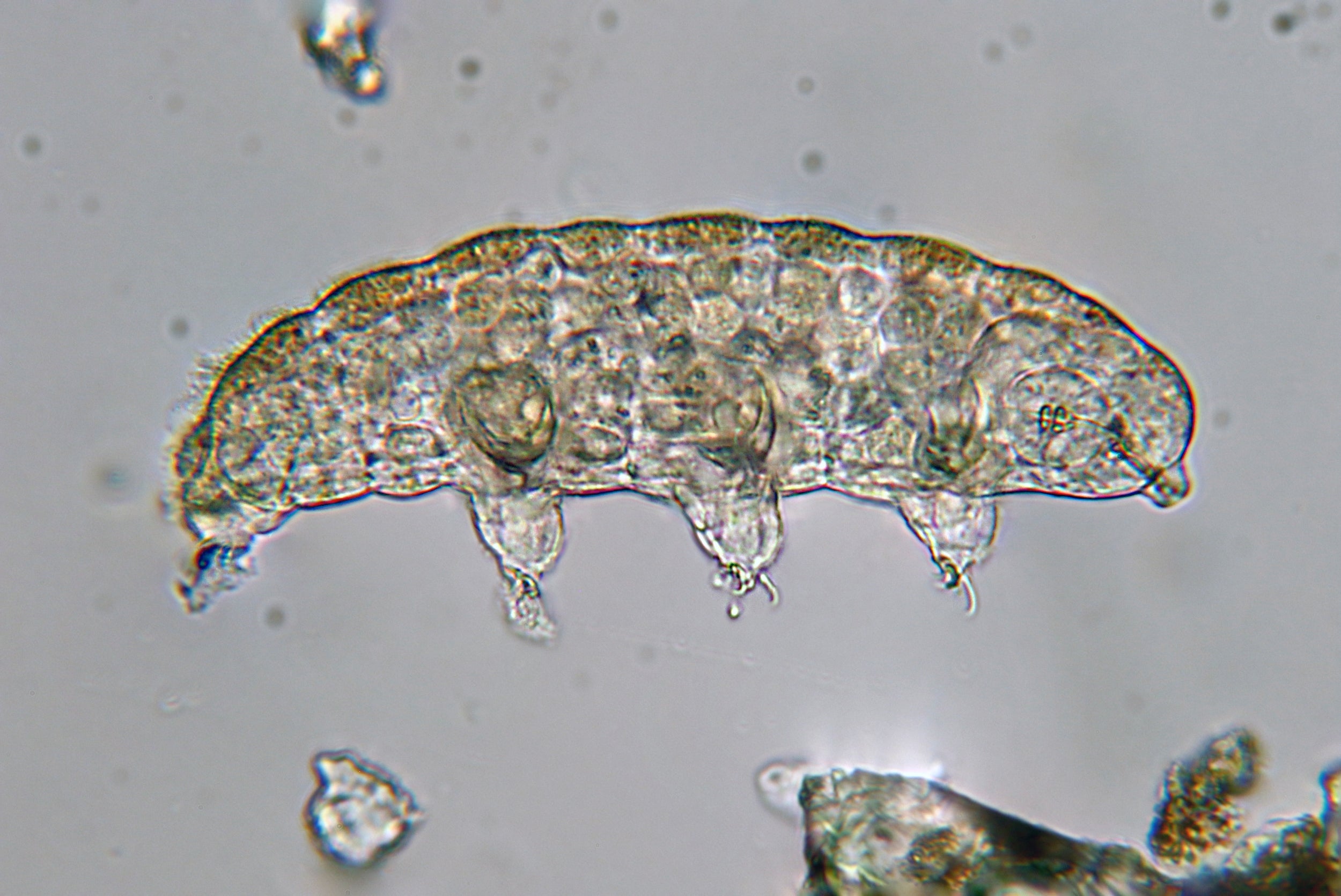 A tardigrade as seen through a microscope.  (Image: Philippe Garcelon)