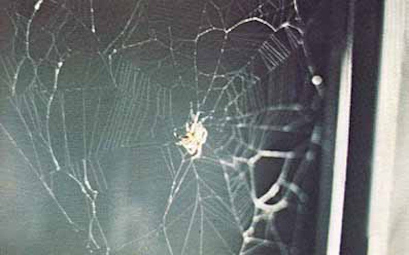 Arabella's first web had serious issues, but her next web more resembled those she spun back on Earth.  (Photo: NASA)