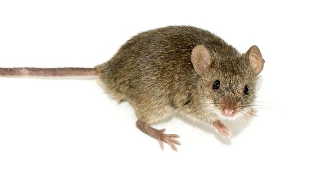 Male Mice Produce Rat Sperm in Novel Chimera Experiment