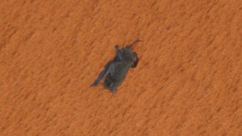 A bat clinging to the Space Shuttle fuel tank in 2009. (Photo: NASA)
