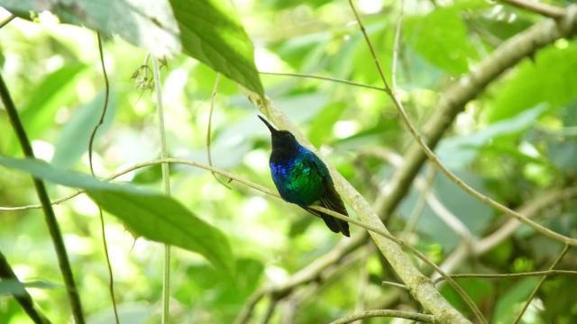 One of the World’s Rarest ‘Lost Birds’ Photographed in Colombia