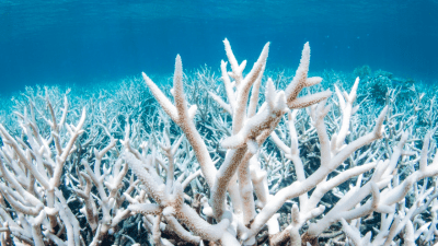 Everyone’s Favourite Coral Reef Is Thriving, Kinda