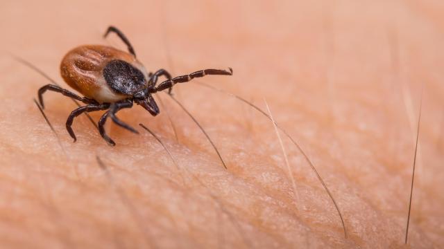 First Volunteers Set to Get Experimental Lyme Disease Vaccine in Large Clinical Trial