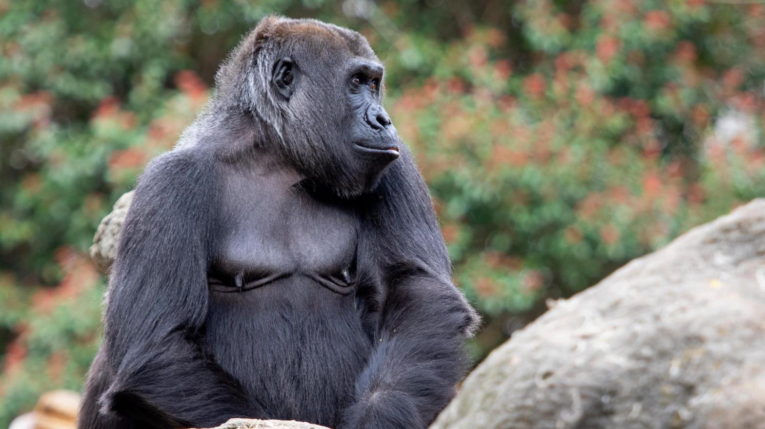 Sukari, a western lowland gorilla at Zoo Atlanta, was one of the gorillas that the researchers observed during this project.  (Image: Zoo Atlanta, CC-BY 4.0)