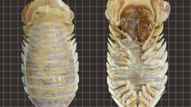 Huge Deep Sea Bug — Er, Isopod — Discovered in Gulf of Mexico