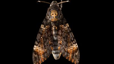 Researchers Stalked Death’s-Head Hawkmoths in a Plane to Learn Their Navigation Secrets