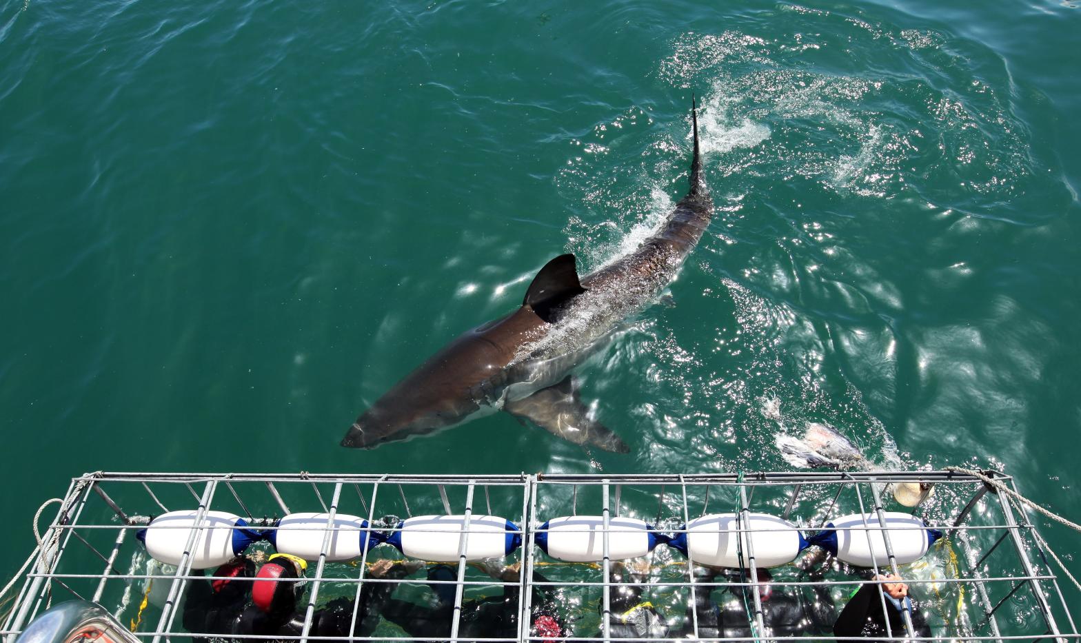 A white shark investigates a diving cage off South Africa. (Photo: Dan Kitwood, Getty Images)