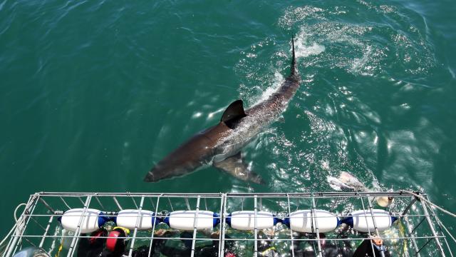 Marine Biologists Are Offering a Rare Chance to Meet a Great White Shark