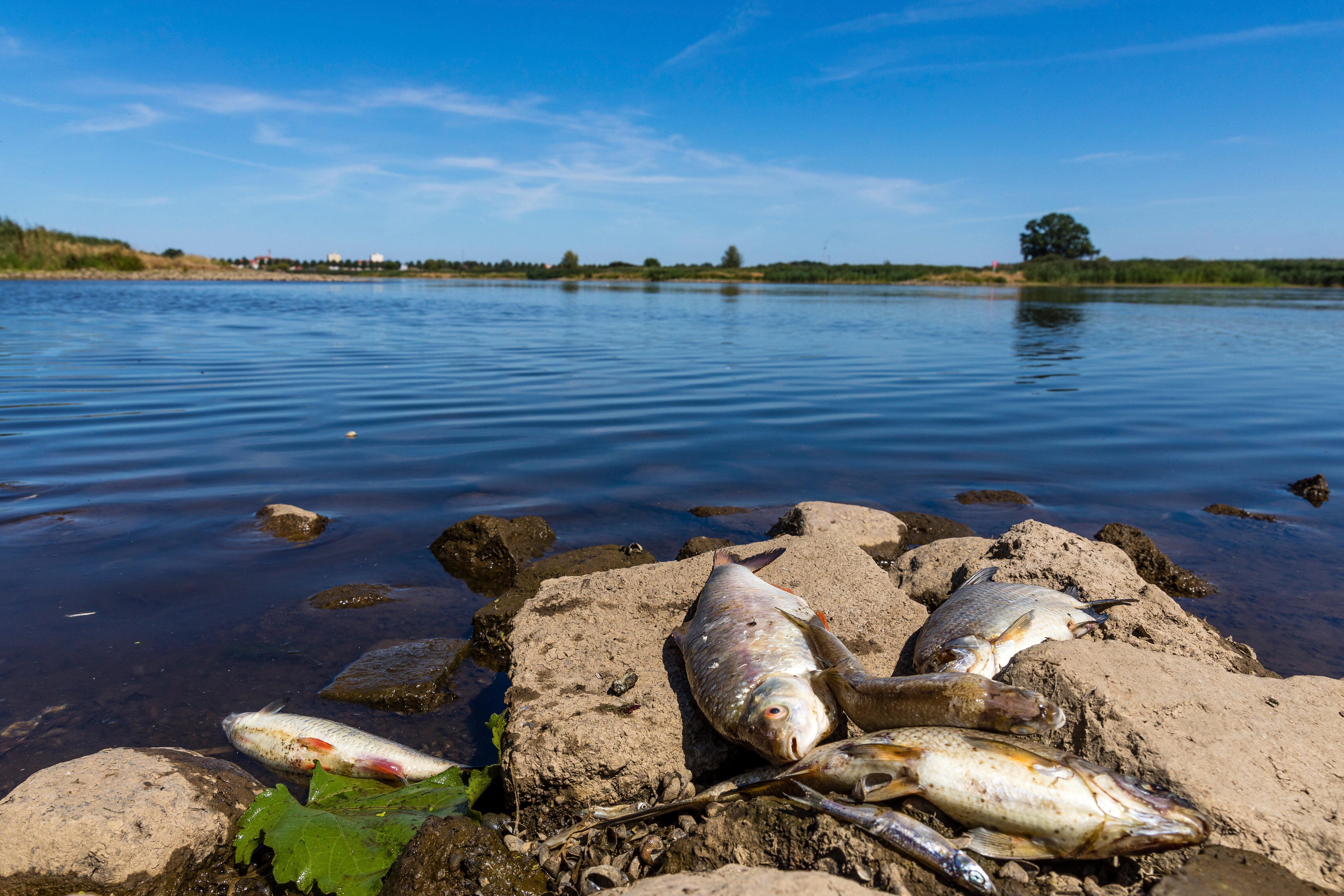 ‘Unknown, Highly Toxic Substance’ Seems to Be Killing Tons of Fish in a European River
