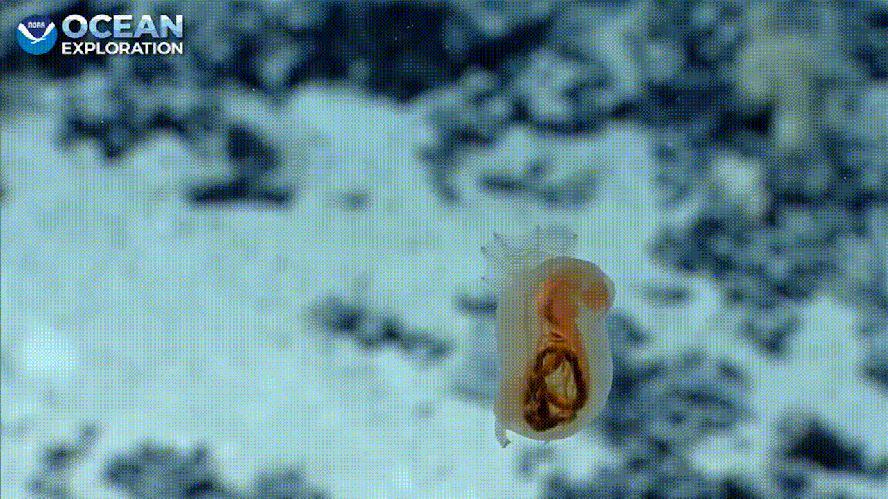  This sea cucumber was captured on video more than 1,828.80 m below the ocean's surface.