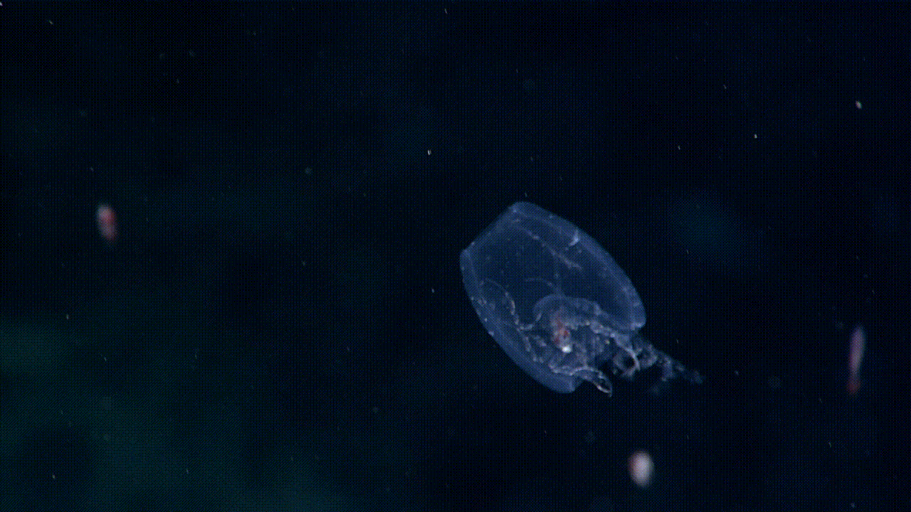 These amphipod has hollowed out a separate animal, called a salp, to make its cosy home. (Gif: Gizmodo / NOAA)