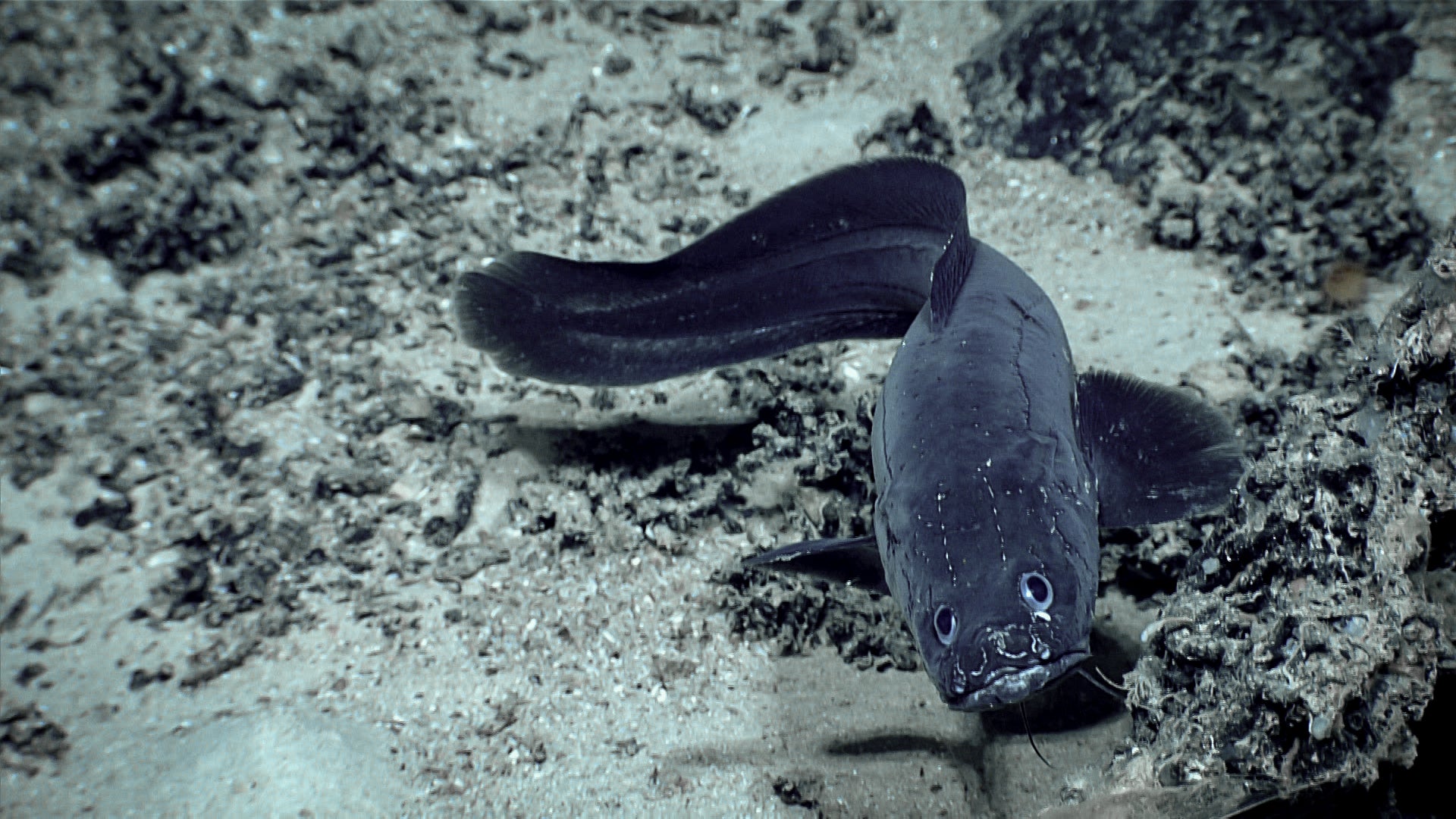 See the Bizarre Creatures Living in a Deep-Sea Mountain Range