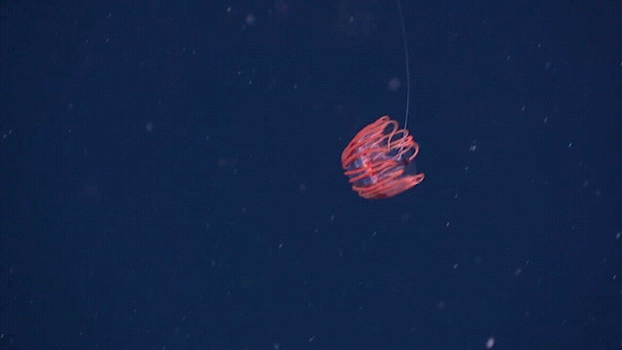 This Atolla jellyfish was spotted at a depth of almost 3,000 feet (Gif: Gizmodo / NOAA)