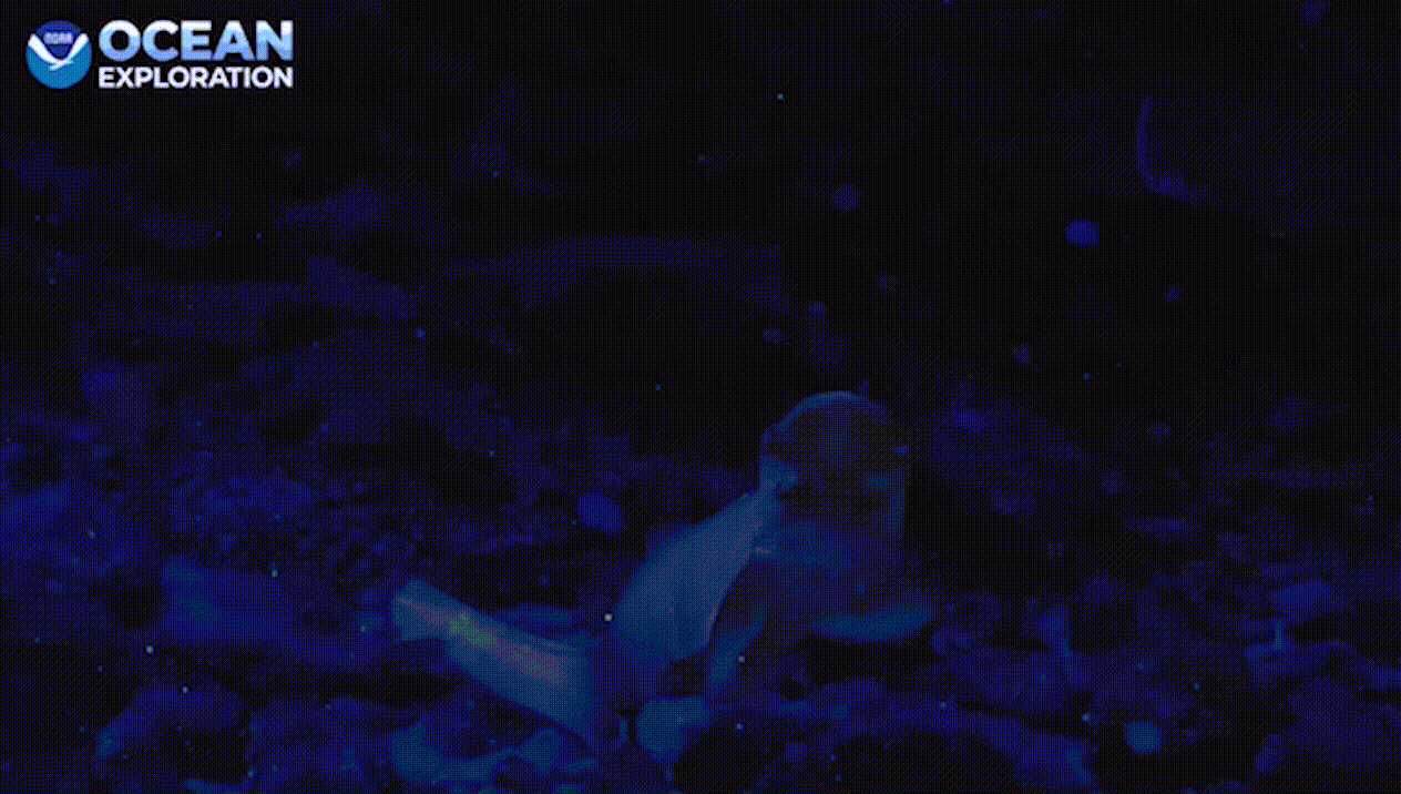 This mysterious, fast-moving swimmer is likely a catshark, according to the NOAA researchers. They have captured multiple sharks on video over the course of the ongoing expedition.  (Gif: Gizmodo / NOAA)