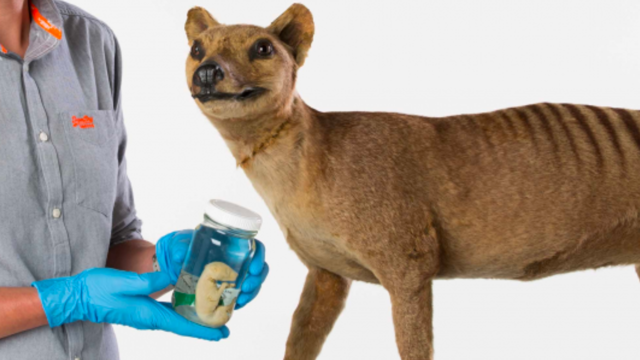 Decoded DNA Takes Tasmanian Tiger One Step Closer to Resurrection -  Ripley's Believe It or Not!