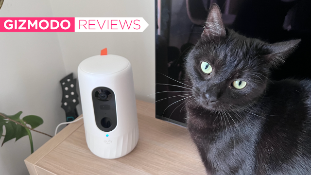 The Eufy Pet Camera Is Great but It’s No Match for a Hungry Little Kitty