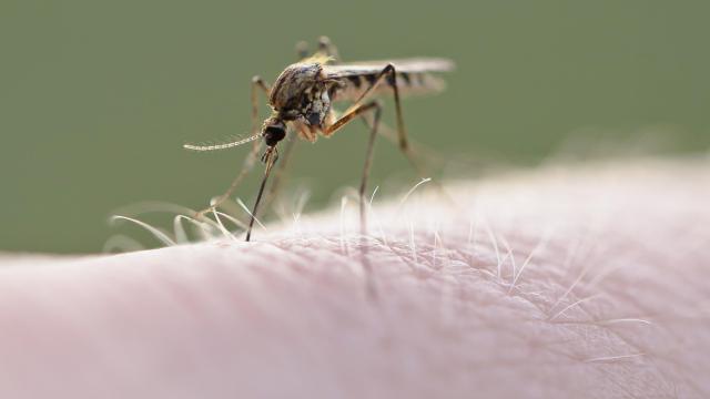 West Nile Virus Found in Record Number of NYC Mosquitos This Summer